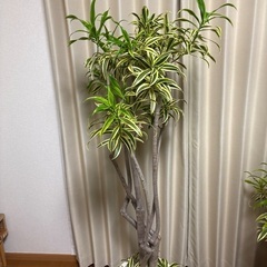 観葉植物ドラセナソングオブインディアの画像