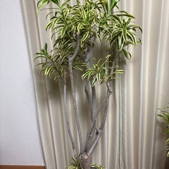 観葉植物ドラセナソングオブインディアの画像