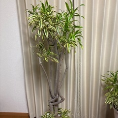 観葉植物ドラセナソングオブインディアの画像