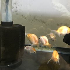 金魚桜錦3匹セットの画像