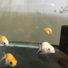 金魚桜錦3匹セットの画像
