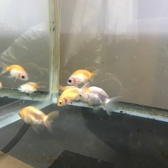 金魚桜錦3匹セットの画像