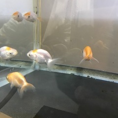 金魚桜錦3匹セットの画像