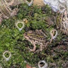 トノサマガエル　雌雄セット10匹（オス・メス5匹ずつ）　2～4㎝　鑑賞・研究用の画像