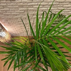 ❇️空間に彩りをプラス✨する観葉植物【アレカヤシ】✨の画像