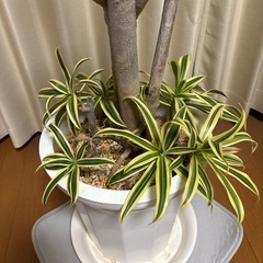 観葉植物ドラセナソングオブインディアの画像