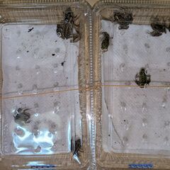 トノサマガエル　雌雄セット10匹（オス・メス5匹ずつ）　2～4㎝　鑑賞・研究用の画像