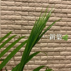 ❇️空間に彩りをプラス✨する観葉植物【アレカヤシ】✨の画像