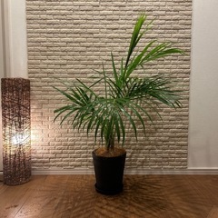 ❇️空間に彩りをプラス✨する観葉植物【アレカヤシ】✨の画像