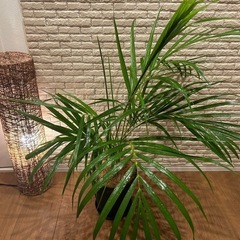 ❇️空間に彩りをプラス✨する観葉植物【アレカヤシ】✨の画像