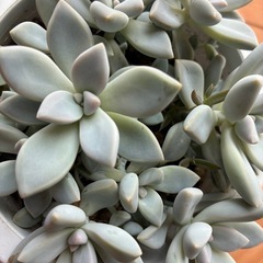 多肉植物セット😃の画像