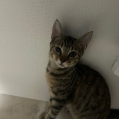 3ヶ月とっても可愛い麦キジさん🩷