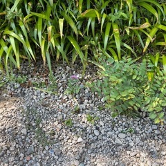 サルスベリの苗木の画像