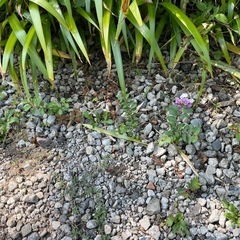 サルスベリの苗木の画像