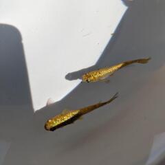 琥珀ラメメダカ(セット販売)の画像
