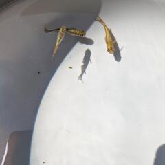 琥珀ラメメダカ(セット販売)の画像