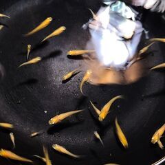 めだか 紅帝メダカ　針子稚魚　約20匹　ヒメタニシ稚貝2匹の画像