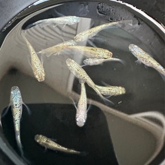 メダカ【不知火】　若魚②ペア　ENNMAメダカ様血統の画像