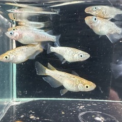 メダカ【不知火】　若魚②ペア　ENNMAメダカ様血統の画像