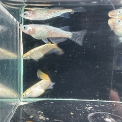 メダカ【不知火】　若魚②ペア　ENNMAメダカ様血統の画像