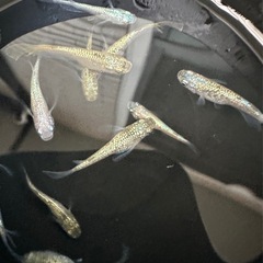 メダカ【不知火】　若魚②ペア　ENNMAメダカ様血統の画像