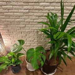 ❇️癒しの空間を演出✨する観葉植物【アレカヤシ✖️モンステラ✖️ポトス】✨3点セット✨の画像