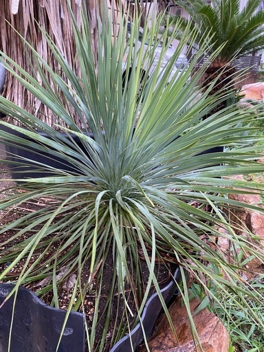 ユッカ　ロストラータ　実生