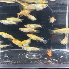 メダカ【サンシャイン】若魚　②ペアの画像