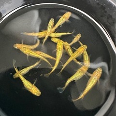 メダカ【サンシャイン】若魚　②ペアの画像