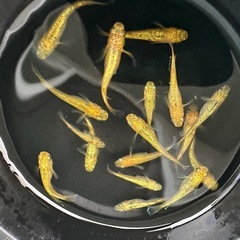 メダカ【サンシャイン】若魚　②ペアの画像