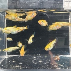 メダカ【サンシャイン】若魚　②ペアの画像