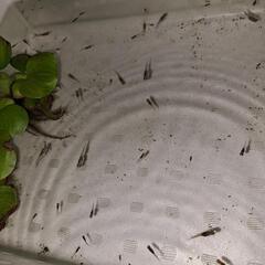 メダカたち15匹の画像