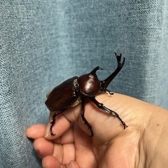 カブトムシペアの画像