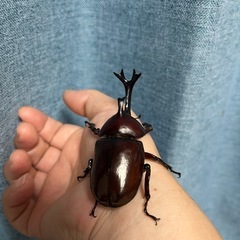 カブトムシペアの画像