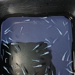 🉐★めだか〜飼育初心者の方にオススメ！乾之（ミユキ）若魚10匹の画像