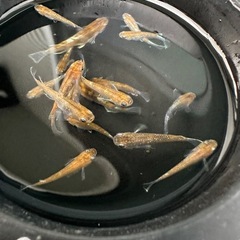 メダカ【朱光菊】　若魚　②ペアの画像