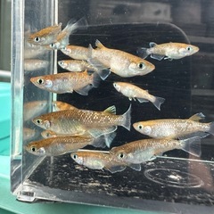 メダカ【朱光菊】　若魚　②ペアの画像
