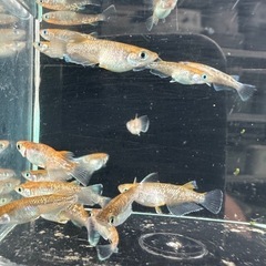 メダカ【朱光菊】　若魚　②ペアの画像