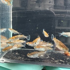 メダカ【朱光菊】　若魚　②ペアの画像