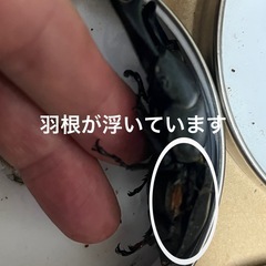 オオクワガタ 佐賀産♀他の画像