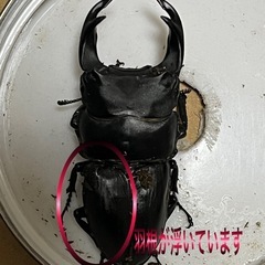 オオクワガタ 佐賀産♀他の画像