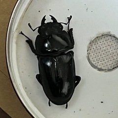 オオクワガタ 佐賀産♀他の画像