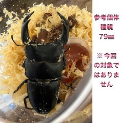 オオクワガタ 佐賀産♀他の画像