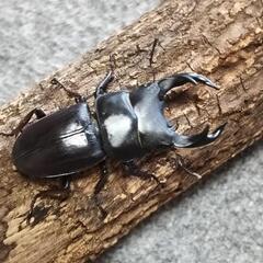 オオクワガタ  ペアの画像