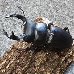 オオクワガタ  ペアの画像