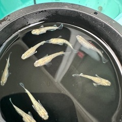メダカ【スズラン】　若魚　５匹(オスメス入り)の画像