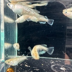 メダカ【スズラン】　若魚　５匹(オスメス入り)の画像
