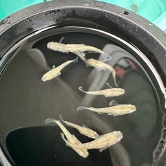 メダカ【スズラン】　若魚　５匹(オスメス入り)の画像
