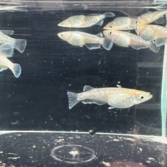 メダカ【スズラン】　若魚　５匹(オスメス入り)の画像