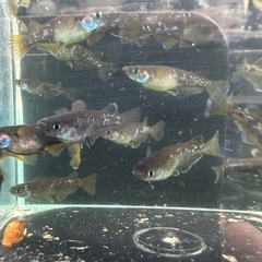 メダカ【センチュリー】　若魚　②ペア　(種親:沖縄無限メダカ様血統)　の画像